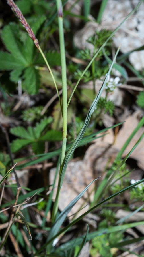 Carex flacca / Carice glauca